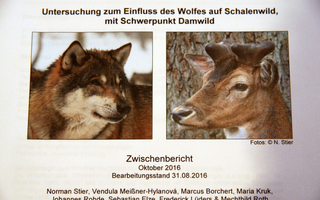 Einfluss Des Wolfes Auf Schalenwild Mit Schwerpunkt Damwild Landesjagdverband Brandenburg E V