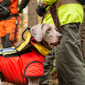 Jagdhundezubehör