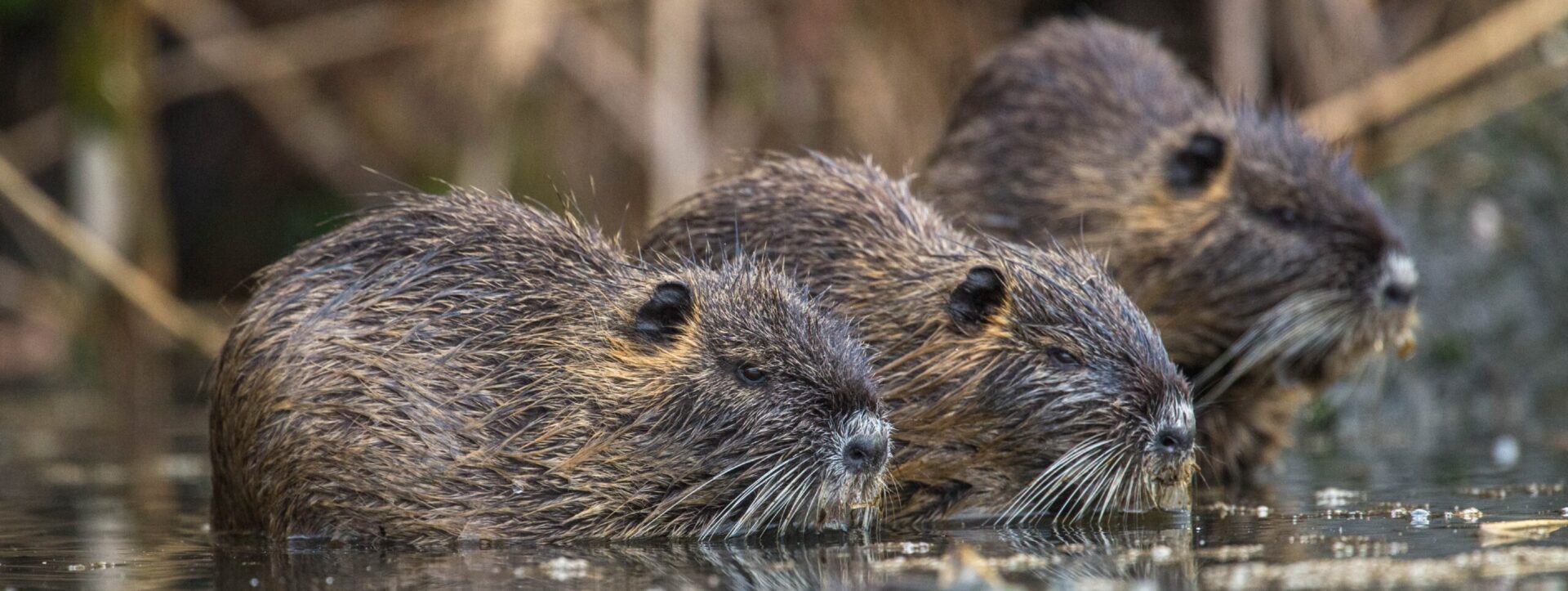 Da uns hierzu in letzter Zeit zahlreiche Anfragen erreicht haben, möchten wir Ihnen im Folgenden eine kompakte und verständliche Zusammenfassung der aktuellen Bestimmungen zur Bekämpfung von Nutria und Bisam bereitstellen.