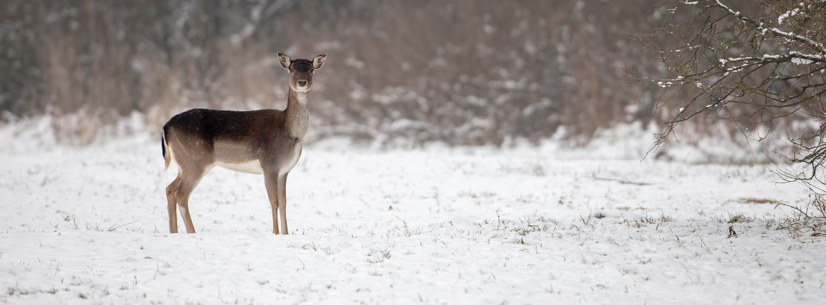 MLEUV veröffentlicht Jagdstrecke 2024/25. Rot-, Dam- und Rehwild gehen teils weiter dramatisch zurück. Die Ursachen liegen auf der Hand: eine unregulierte Wolfspopulation und eine Forstpolitik, die Wildtiere zum Sündenbock macht.
