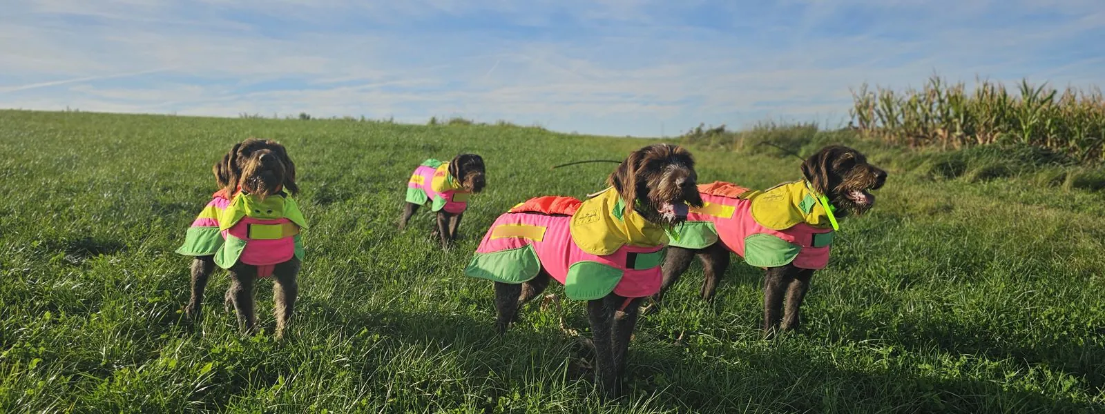 Der Landesjagdverband Brandenburg (LJVB) freut sich, eine neue Kooperation bekanntzugeben: Ab sofort arbeitet der LJVB mit dog-protector (DP Hundeschutzwesten) zusammen. Mitglieder des LJVB erhalten beim Kauf einer Hundeschutzweste 10 % Rabatt.