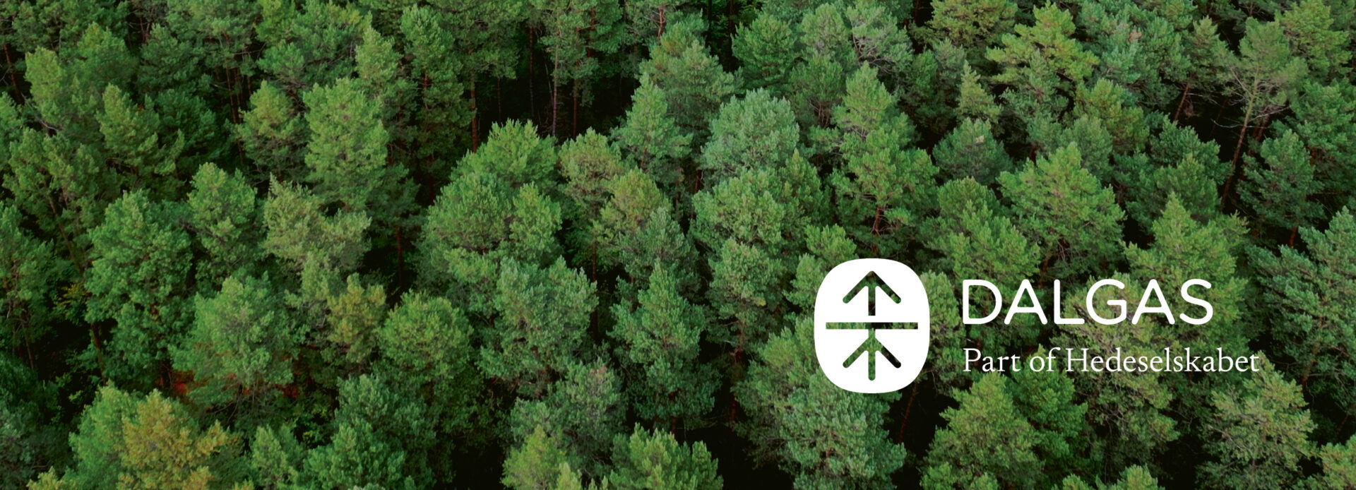 Der Landesjagdverband Brandenburg und die Dalgas GmbH starten eine neue Kooperation im Bereich Waldbewirtschaftung und Waldumbau. Von der Zusammenarbeit profitieren insbesondere Mitglieder mit eigenem Waldbesitz.